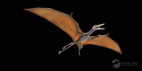 why are pterosaurs rare.